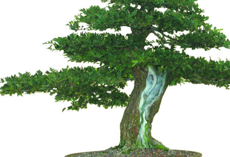 Bonsai Ornamental Tree