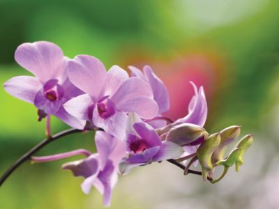 orchid stock1