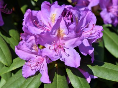 rhododendron-3386364_1920