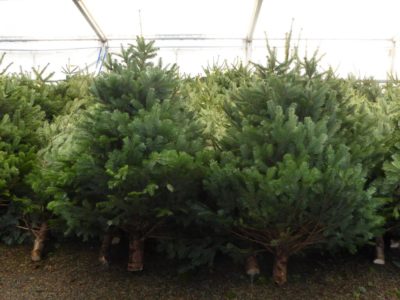 Cut Christmas Trees 2.a76ef047d8d24c03823acdf41c4ee7c8