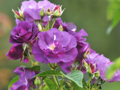 floribunda-rose-varieties-4140326-hero-1f3a83a690944fe8b7fea3c58b359847