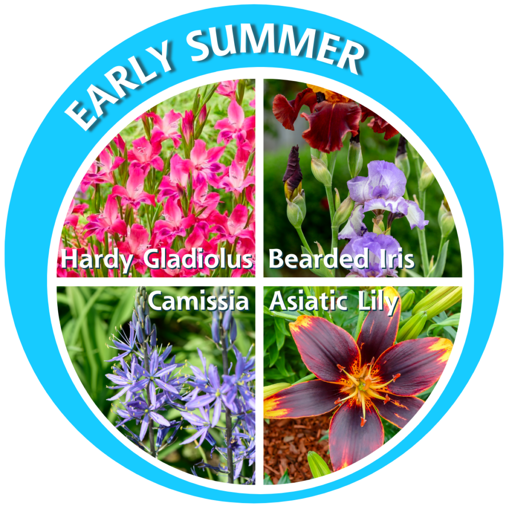Early Summer Flowering Bulbs