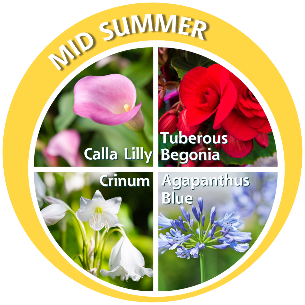 Mid Summer Flowering Bulbs