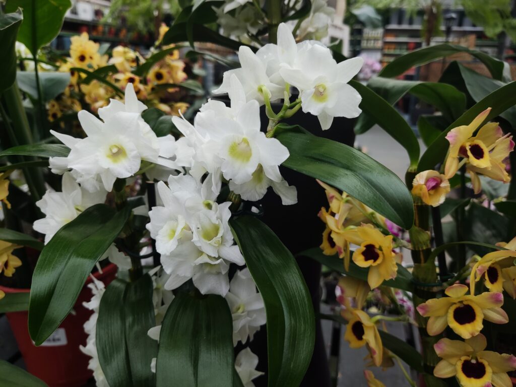 Dendrobium Orchid Houseplant